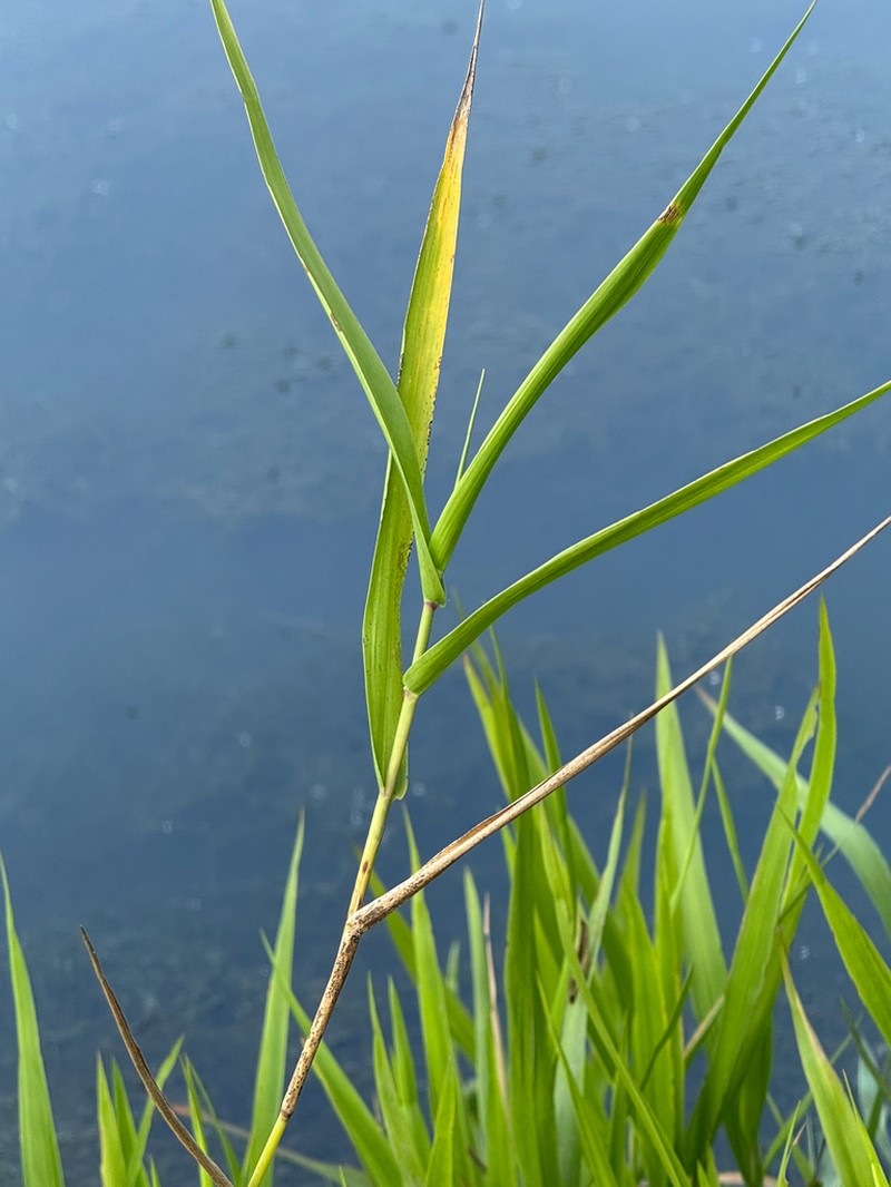 Maidencane photo 7