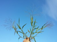 Hillman's Panicgrass