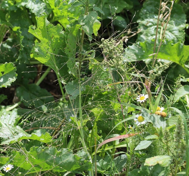 Hillman's Panicgrass photo 3