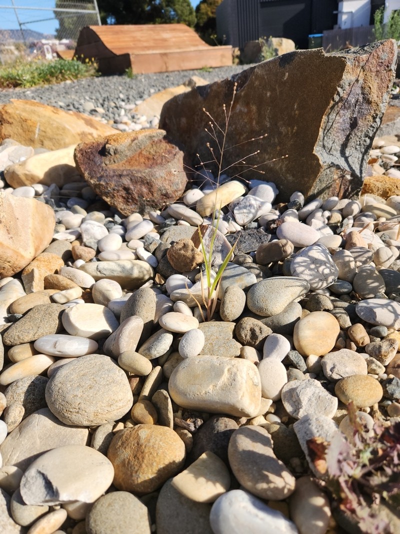 Hillman's Panicgrass photo 4
