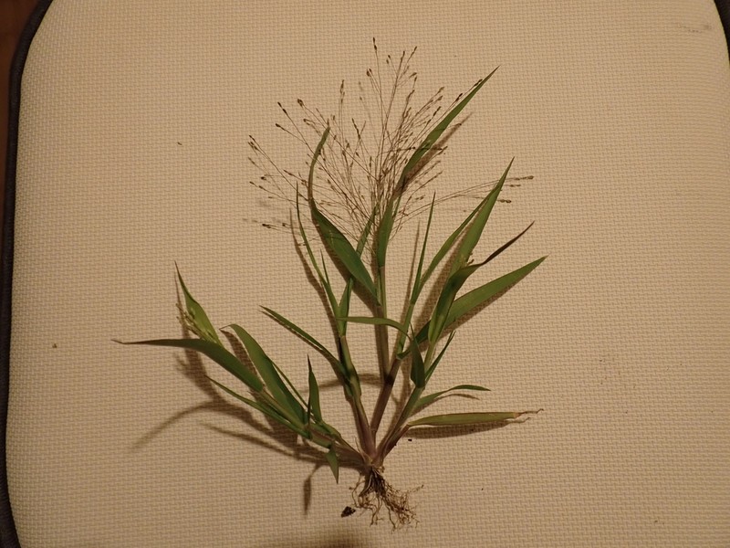 Hillman's Panicgrass photo 5