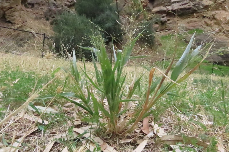 Hillman's Panicgrass photo 6