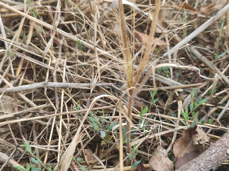 Hillman's Panicgrass photo 7