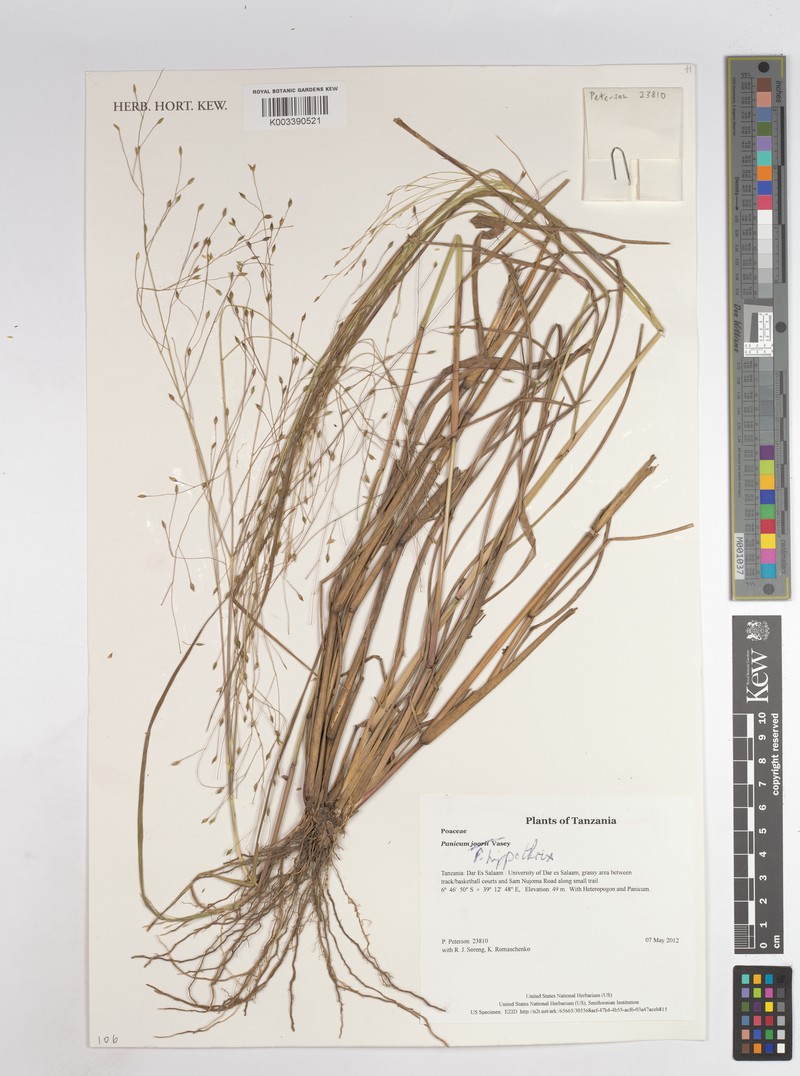Panicum hippothrix
