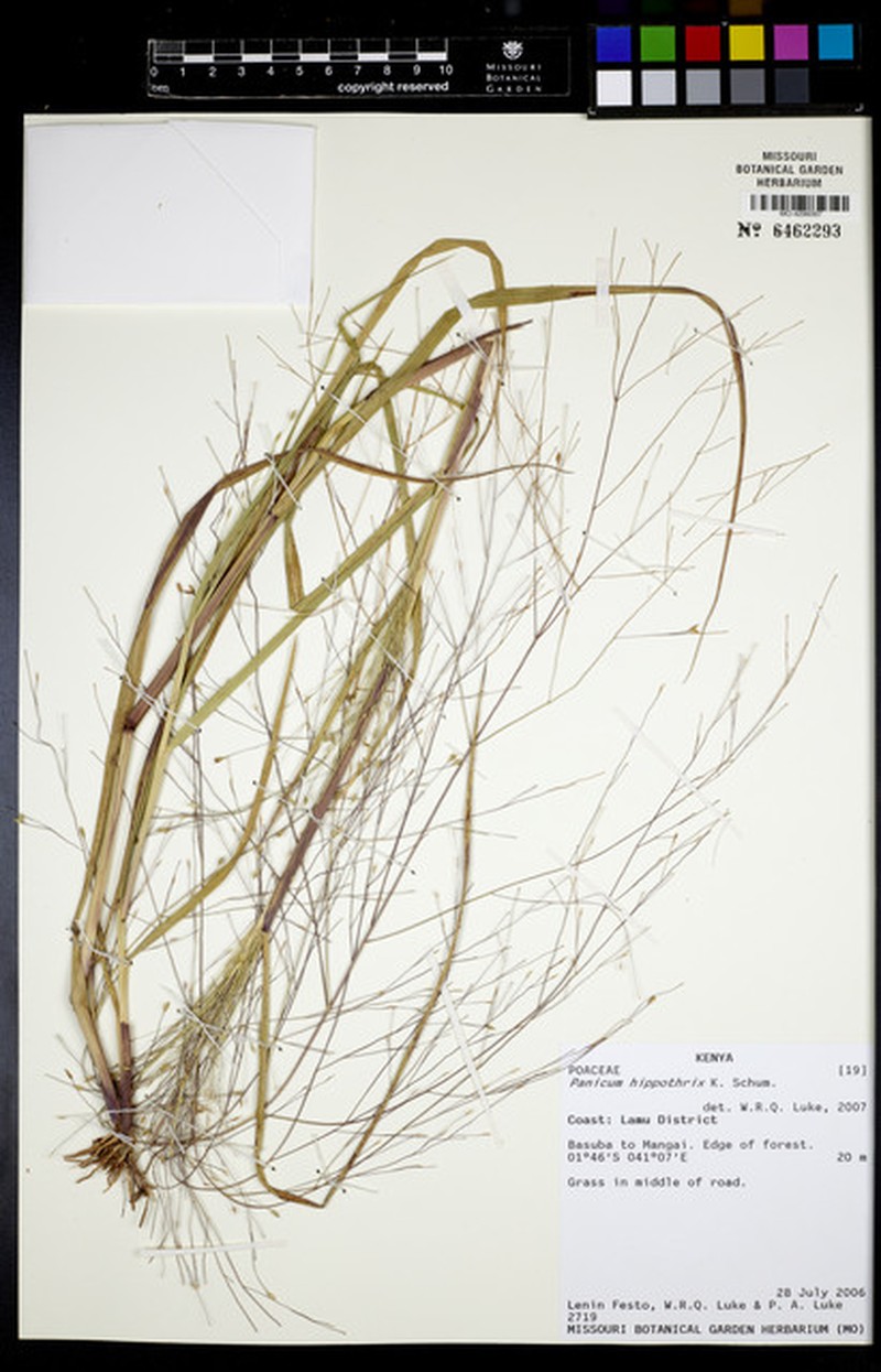 Panicum hippothrix photo 2