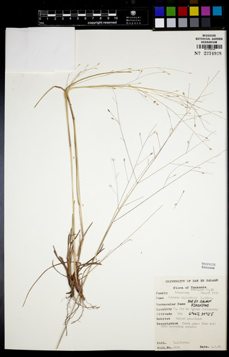 Panicum hippothrix photo 3