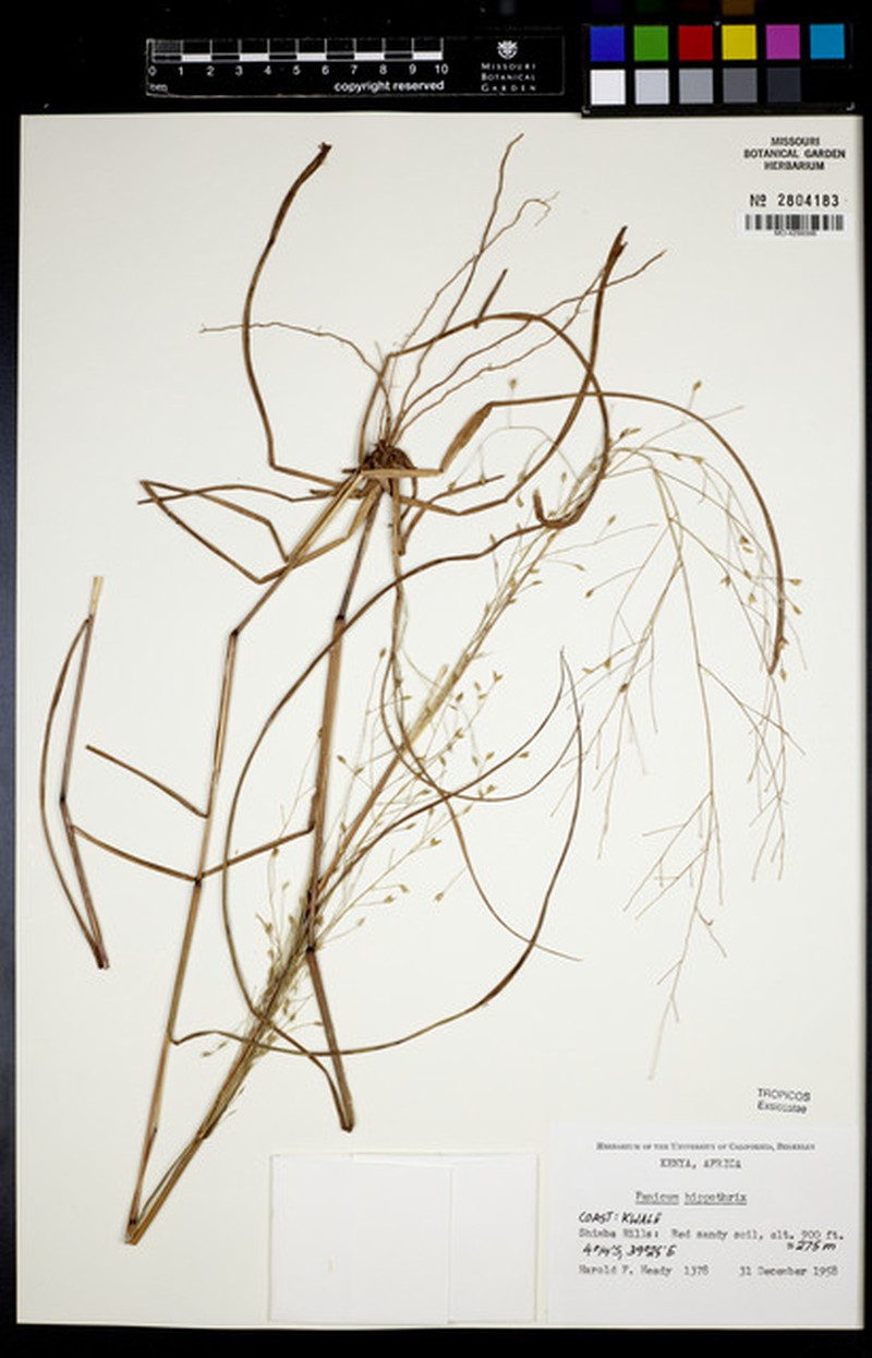 Panicum hippothrix photo 4