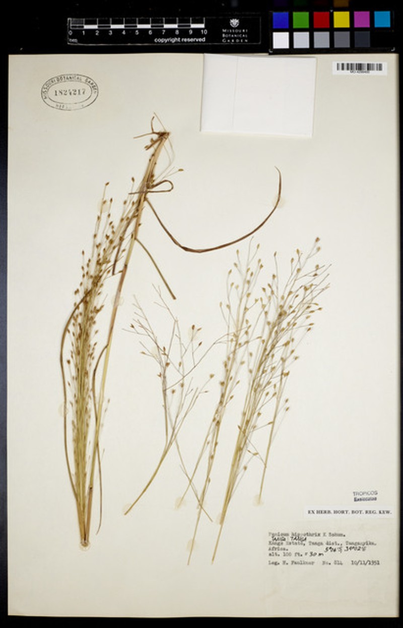 Panicum hippothrix photo 5