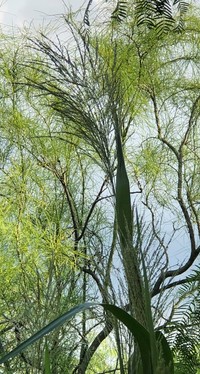 Hairy Panicgrass