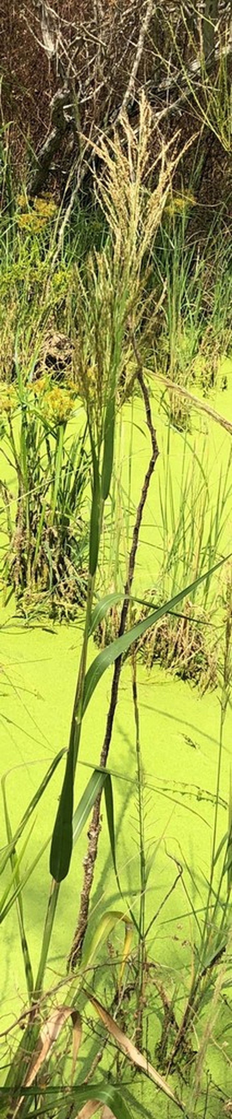 Hairy Panicgrass photo 3