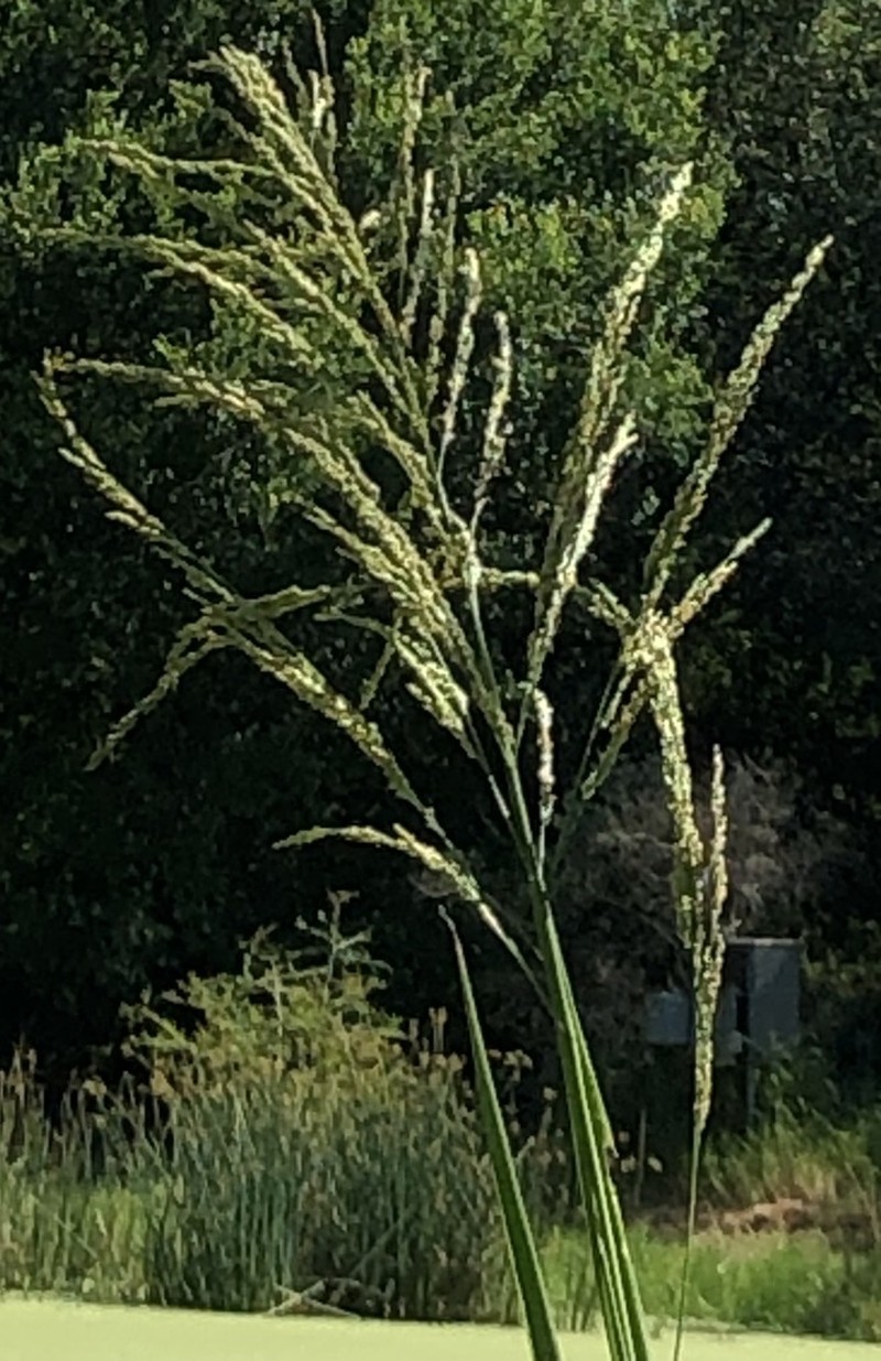 Hairy Panicgrass photo 4