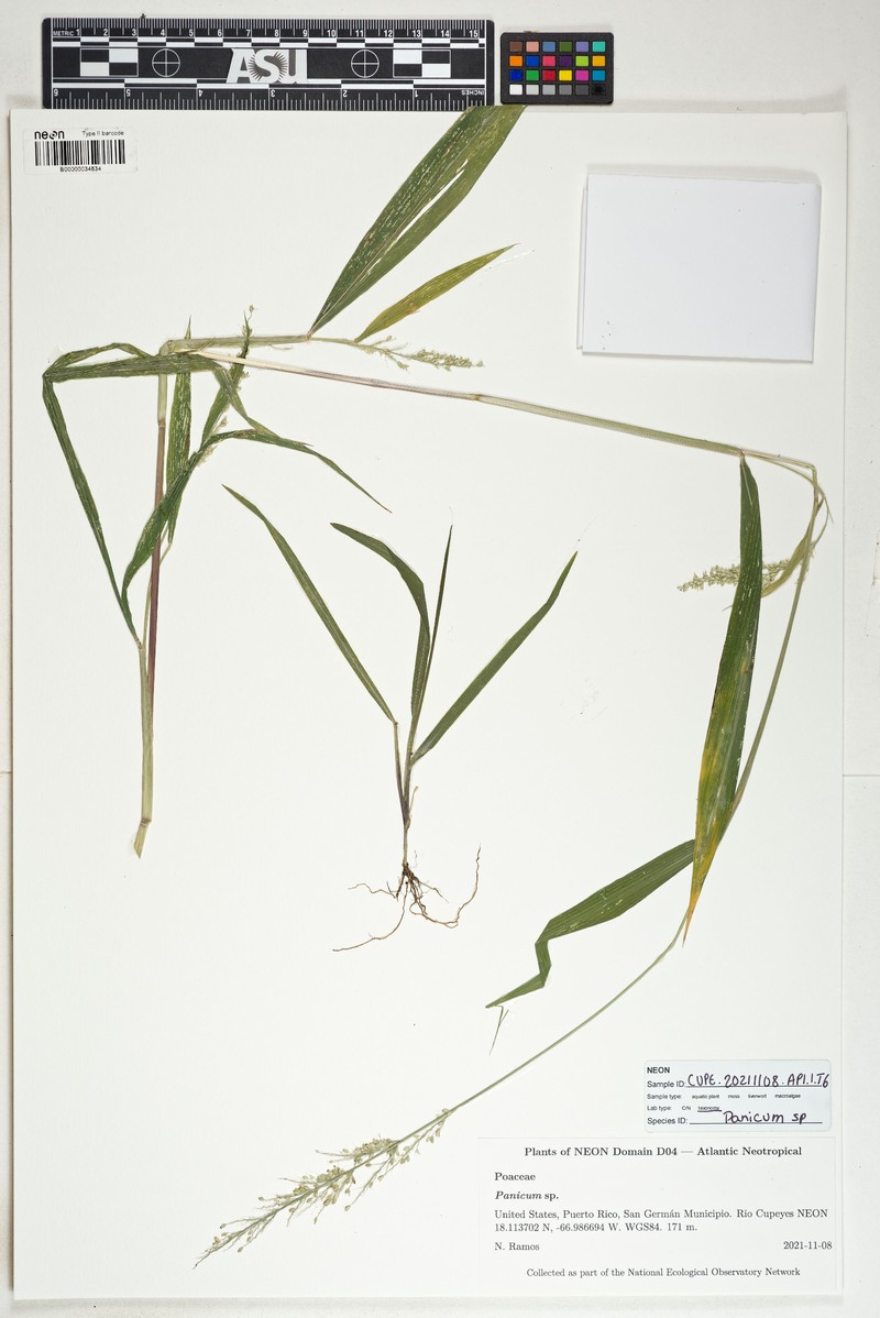 Hairy Panicgrass photo 5
