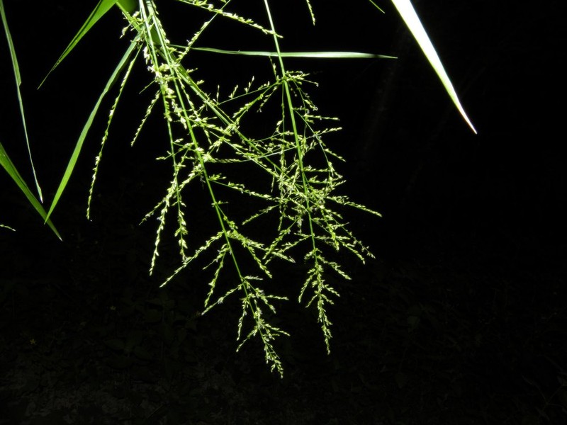 Hairy Panicgrass photo 6