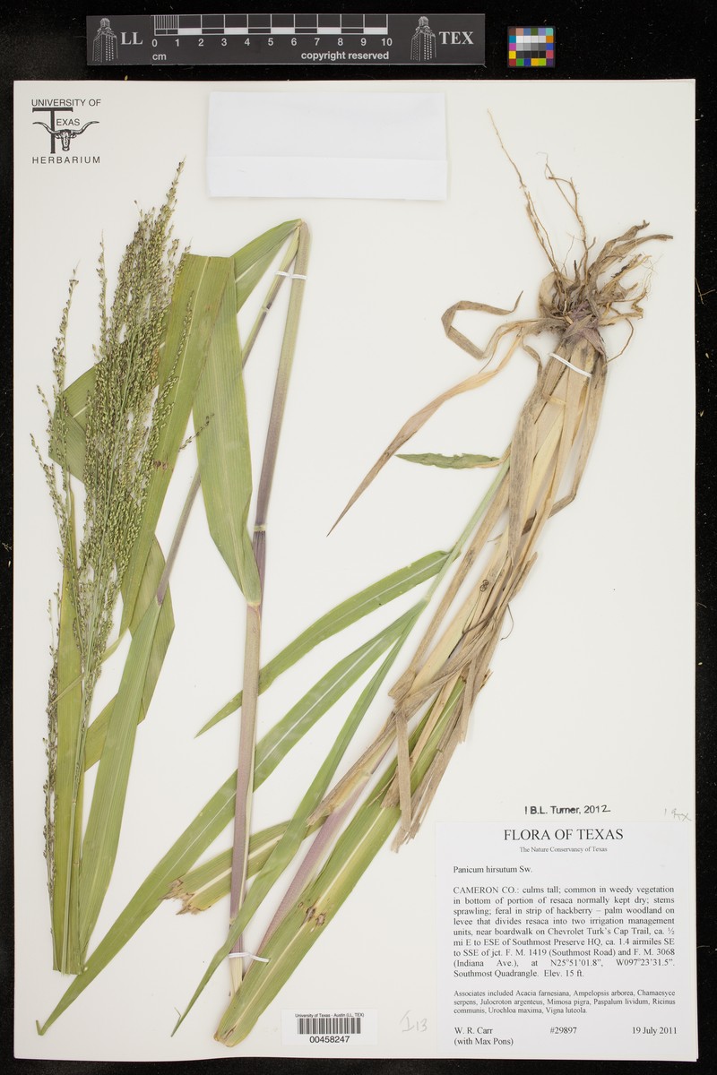Hairy Panicgrass photo 7
