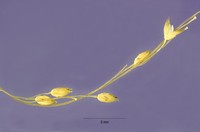Mexican Panicgrass