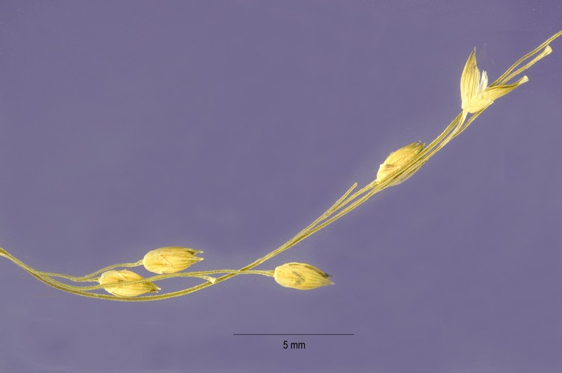 Mexican Panicgrass
