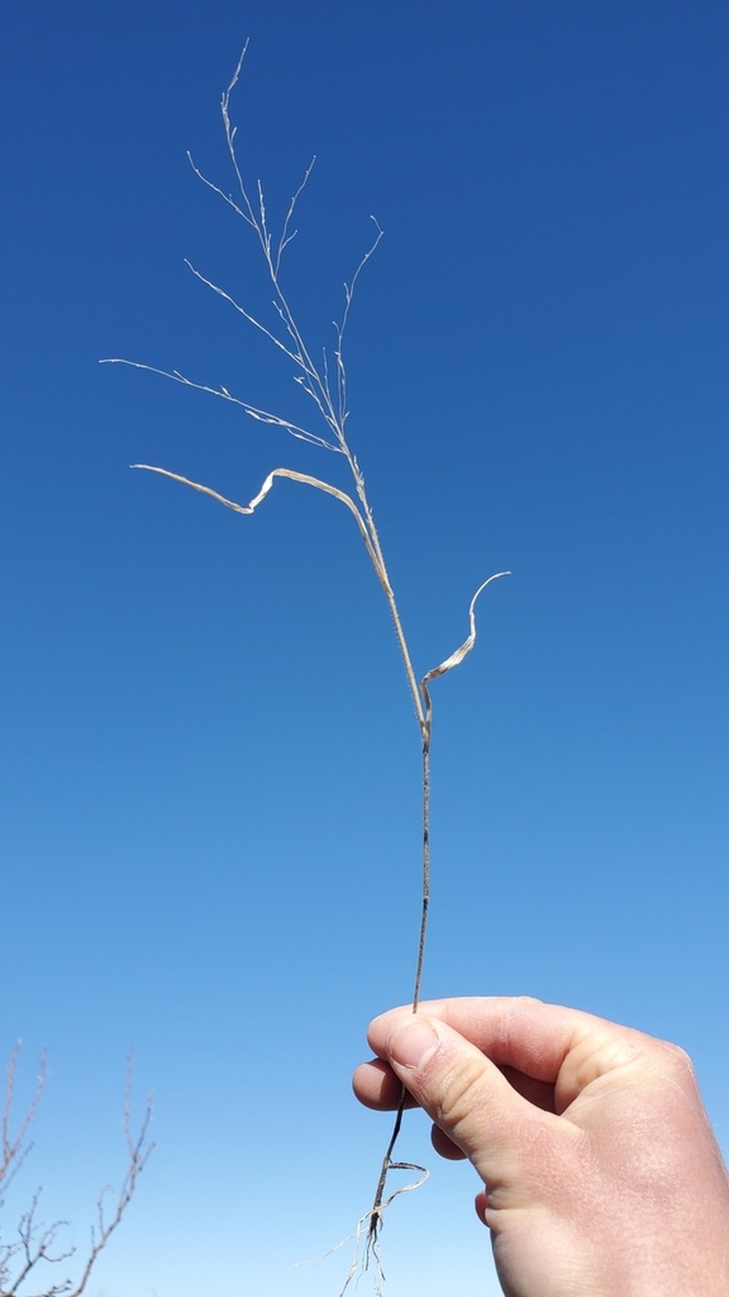 Mexican Panicgrass photo 2
