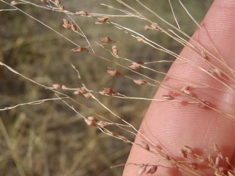 Mexican Panicgrass photo 3
