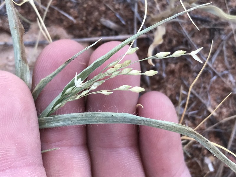 Mexican Panicgrass photo 4