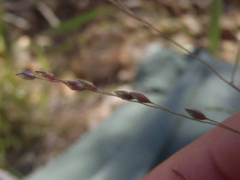 Mexican Panicgrass photo 5