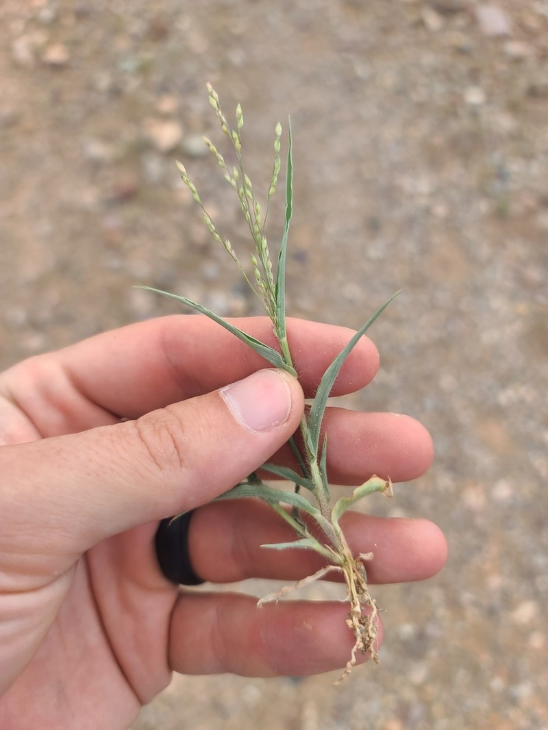 Mexican Panicgrass photo 6