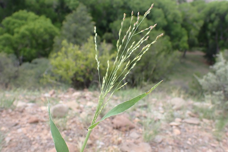 Mexican Panicgrass photo 7