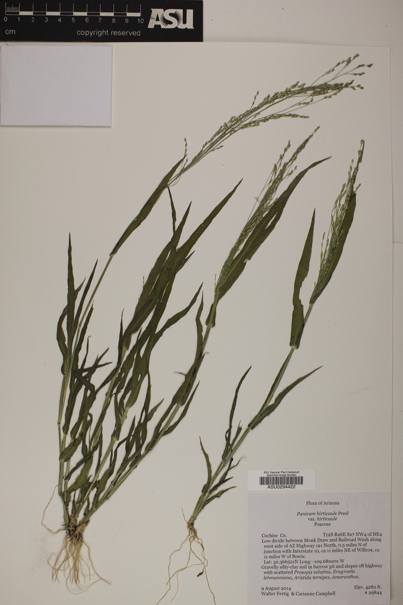Panicum hirticaule var. hirticaule photo 5