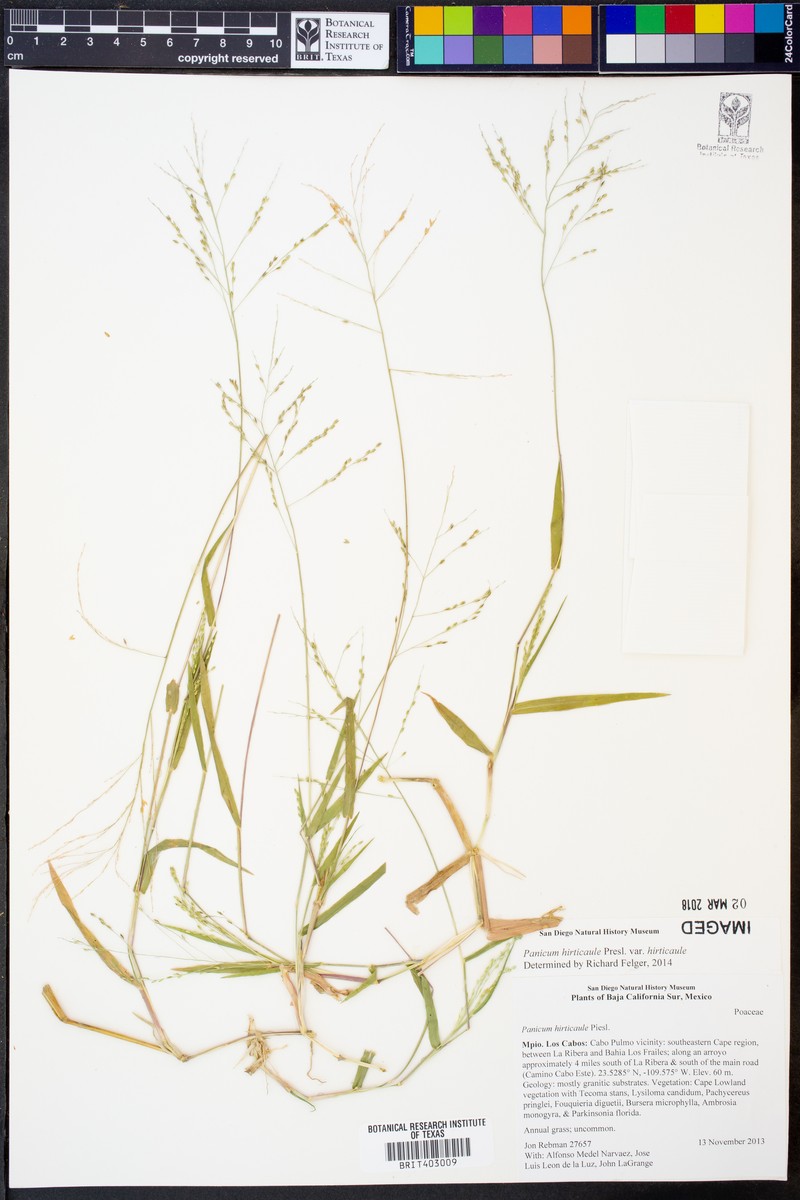Panicum hirticaule var. hirticaule photo 6