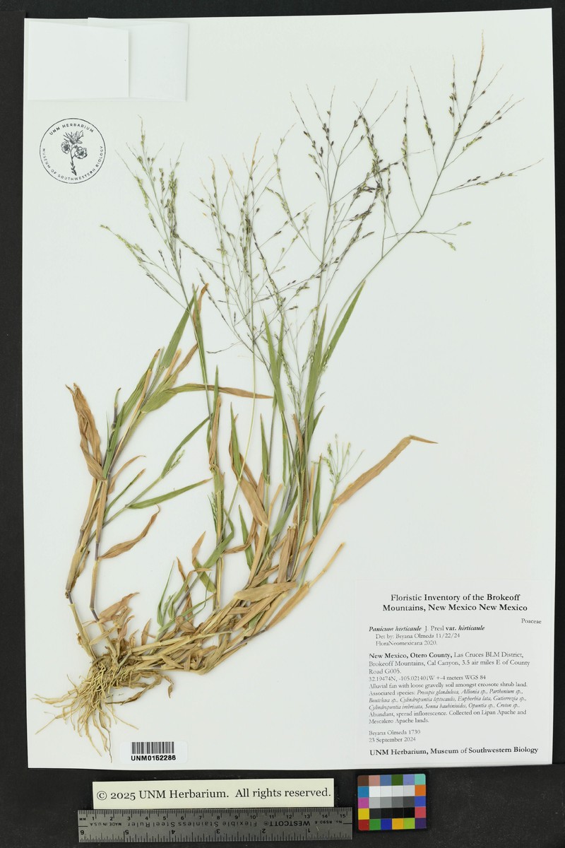 Panicum hirticaule var. hirticaule