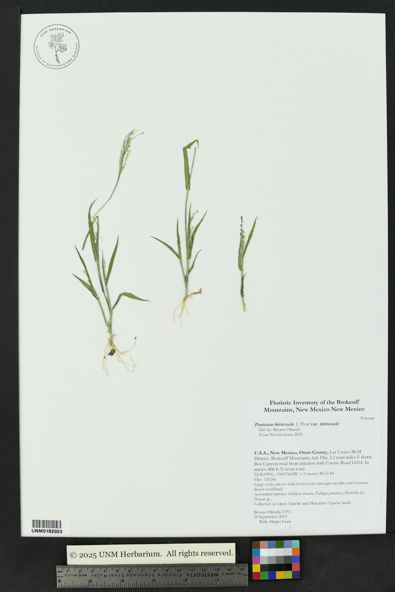 Panicum hirticaule var. hirticaule photo 2