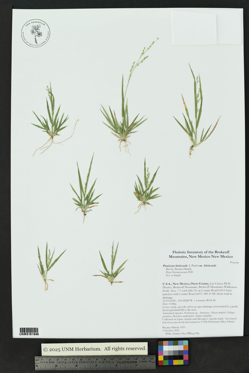 Panicum hirticaule var. hirticaule photo 3