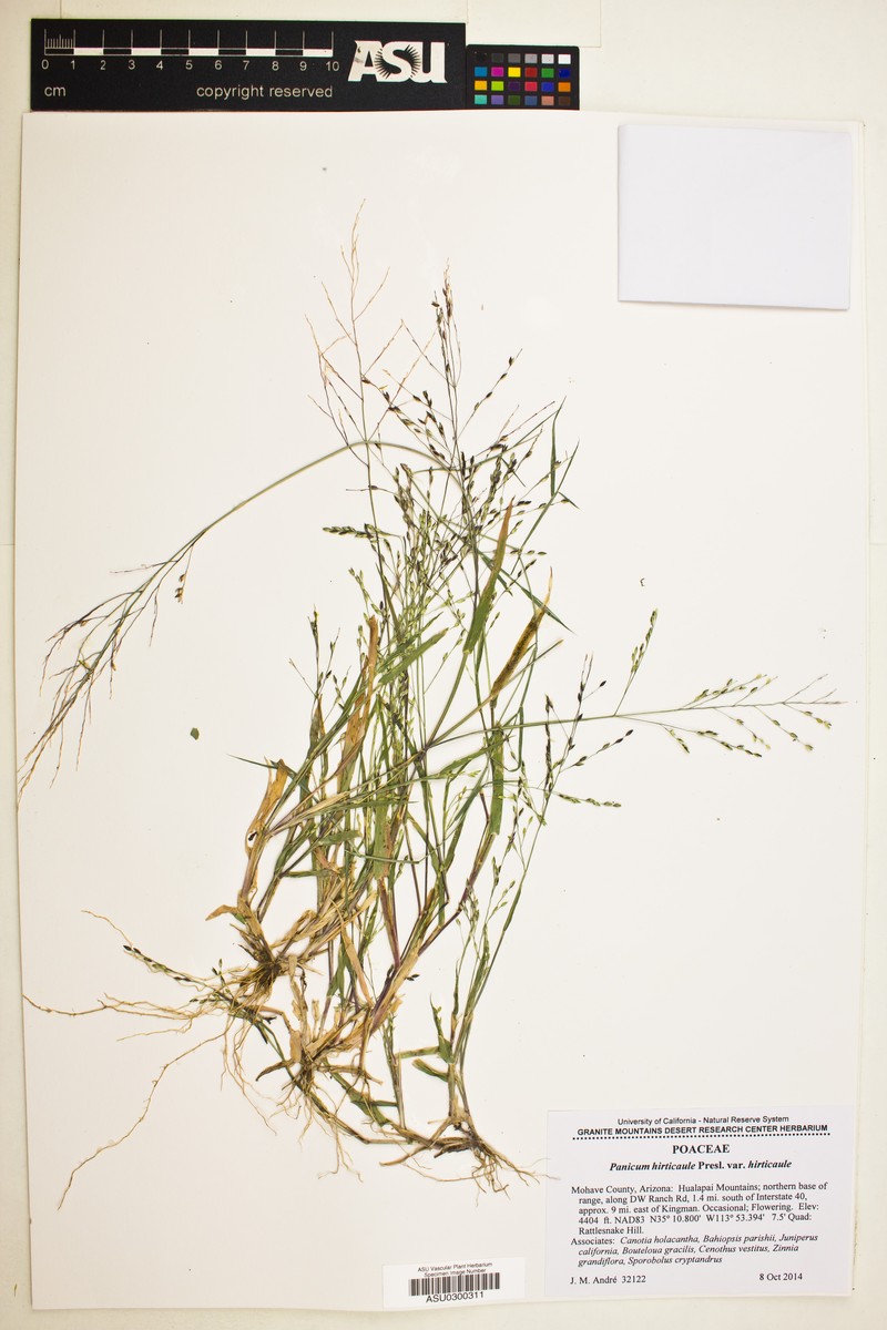 Panicum hirticaule var. hirticaule photo 4