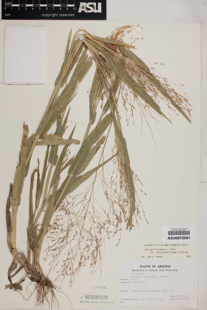 Panicum hirticaule var. verrucosum