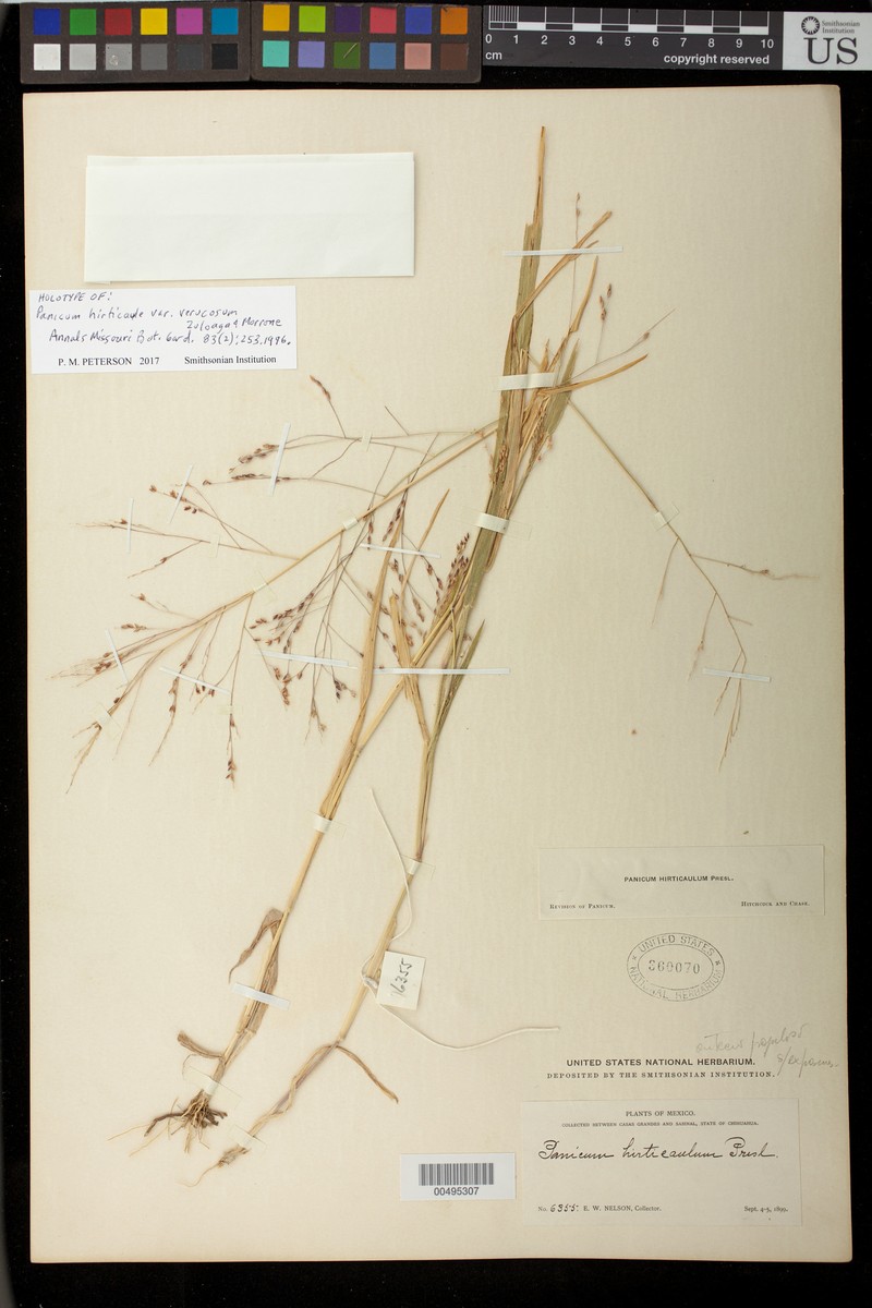 Panicum hirticaule var. verrucosum photo 2