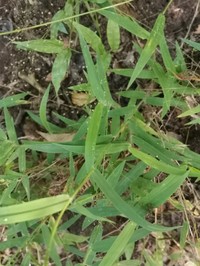 Panicum hirtum