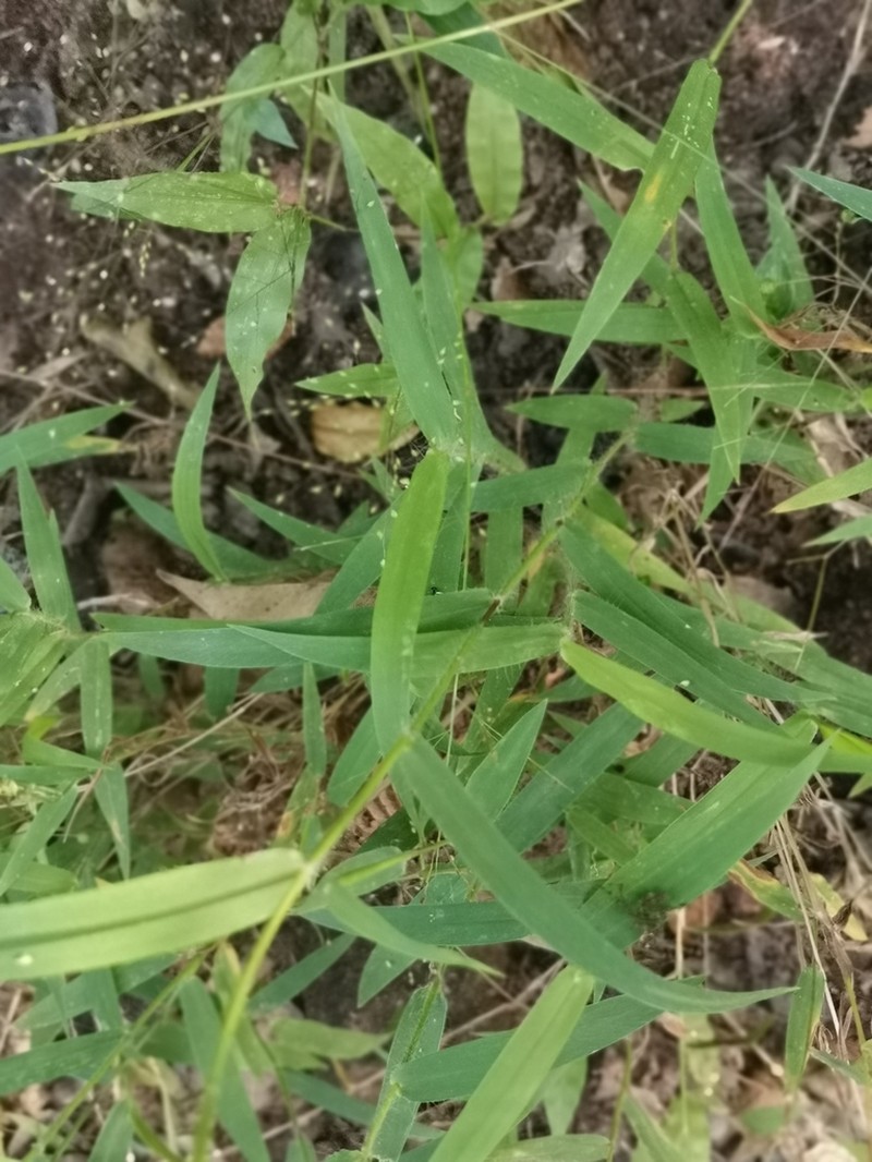 Panicum hirtum