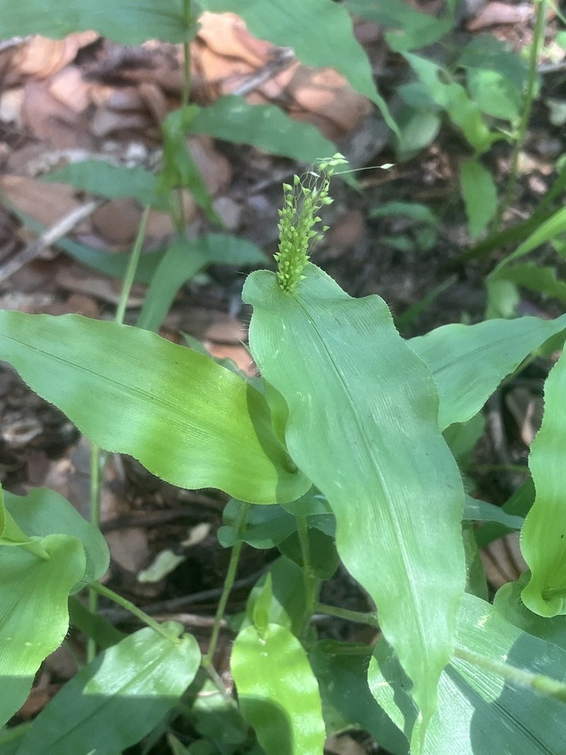 Panicum hirtum photo 3