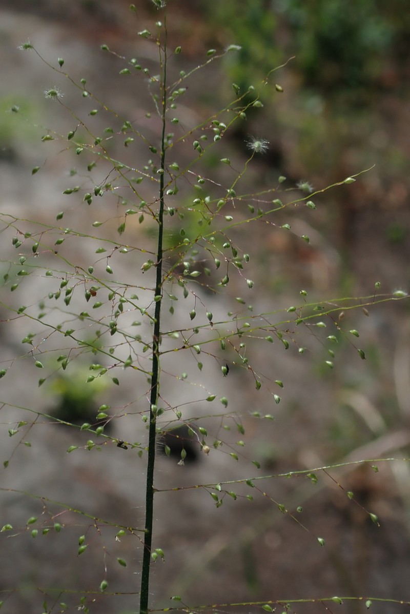 Panicum hirtum photo 4