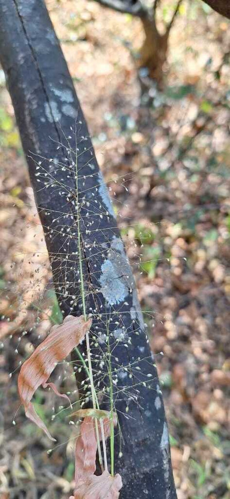 Panicum hirtum photo 5