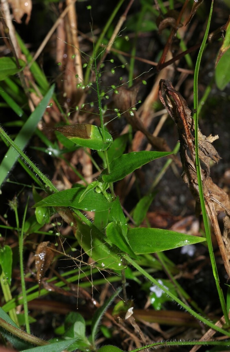 Panicum hirtum photo 6