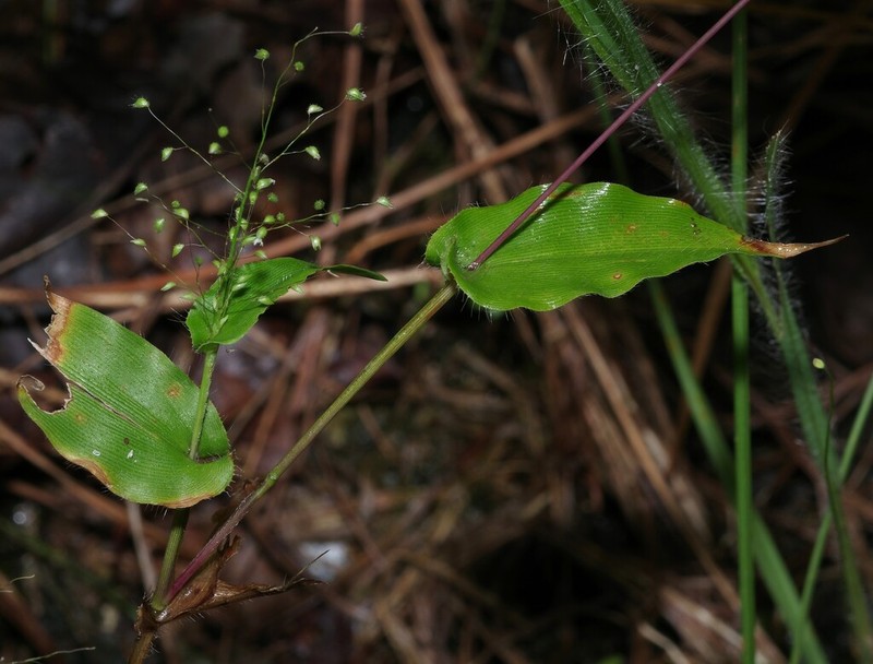 Panicum hirtum photo 7