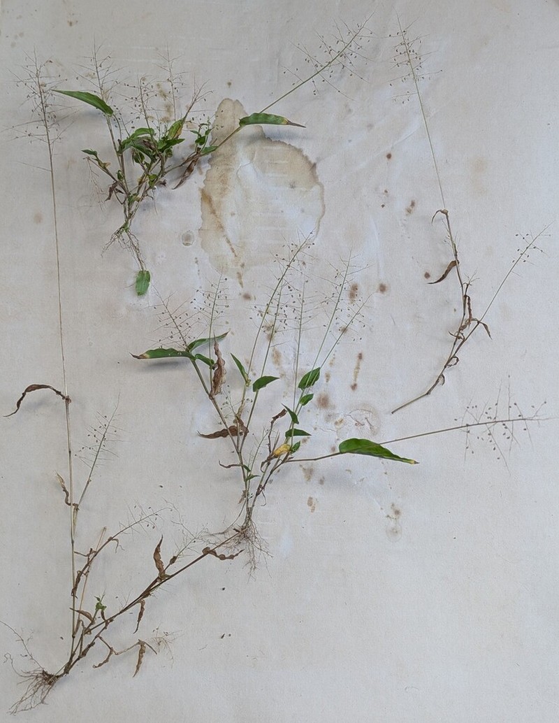 Panicum hirtum photo 8