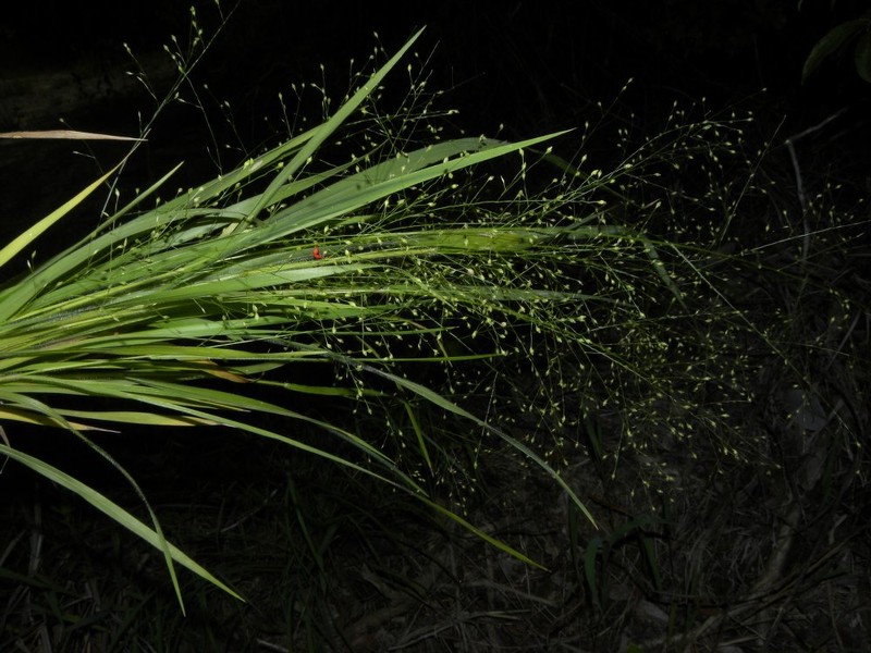 Panicum hispidifolium