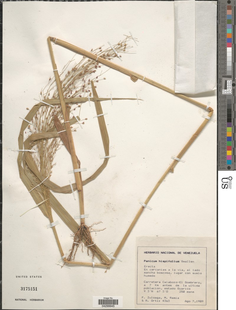 Panicum hispidifolium photo 2