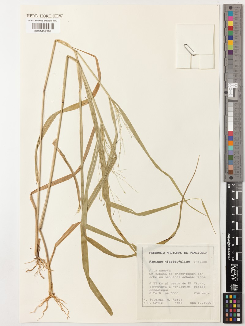 Panicum hispidifolium photo 3
