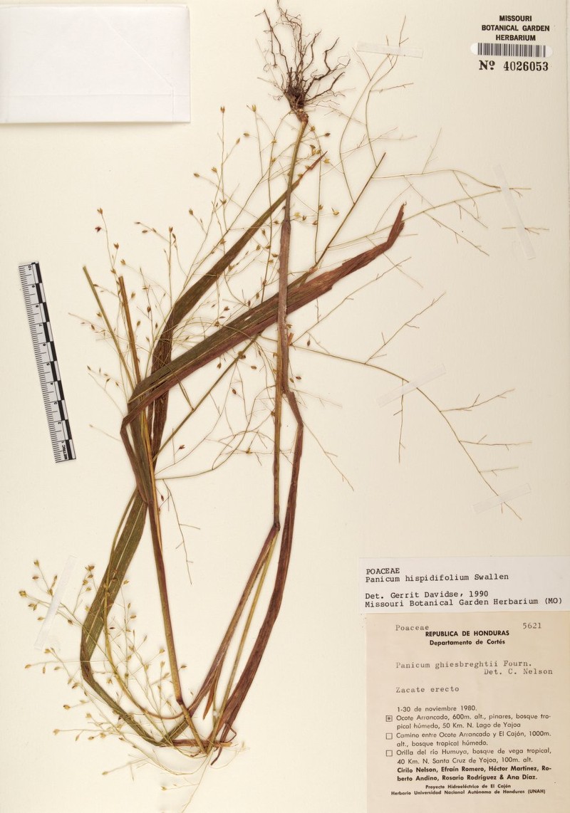 Panicum hispidifolium photo 4
