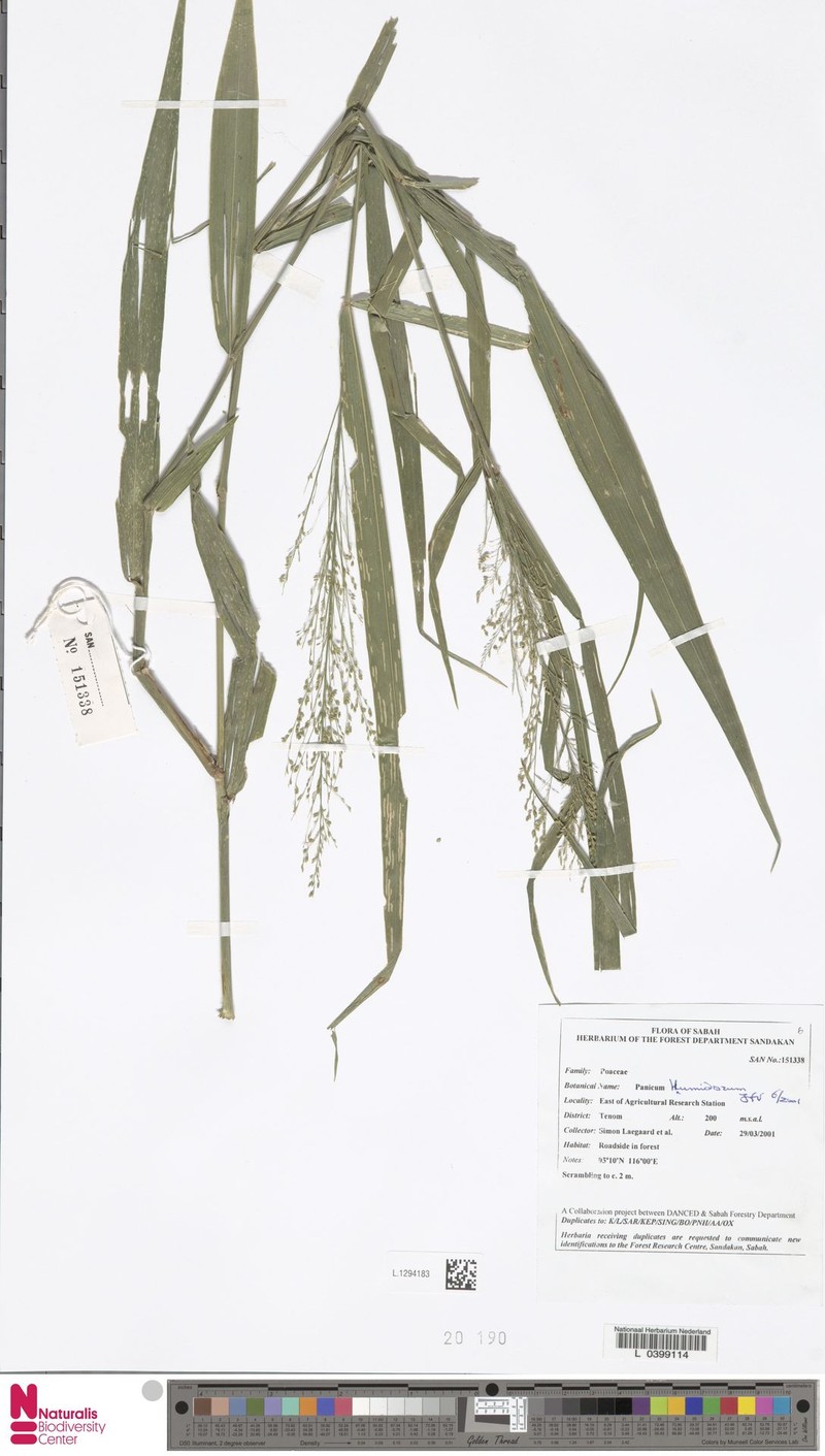 Panicum humidorum