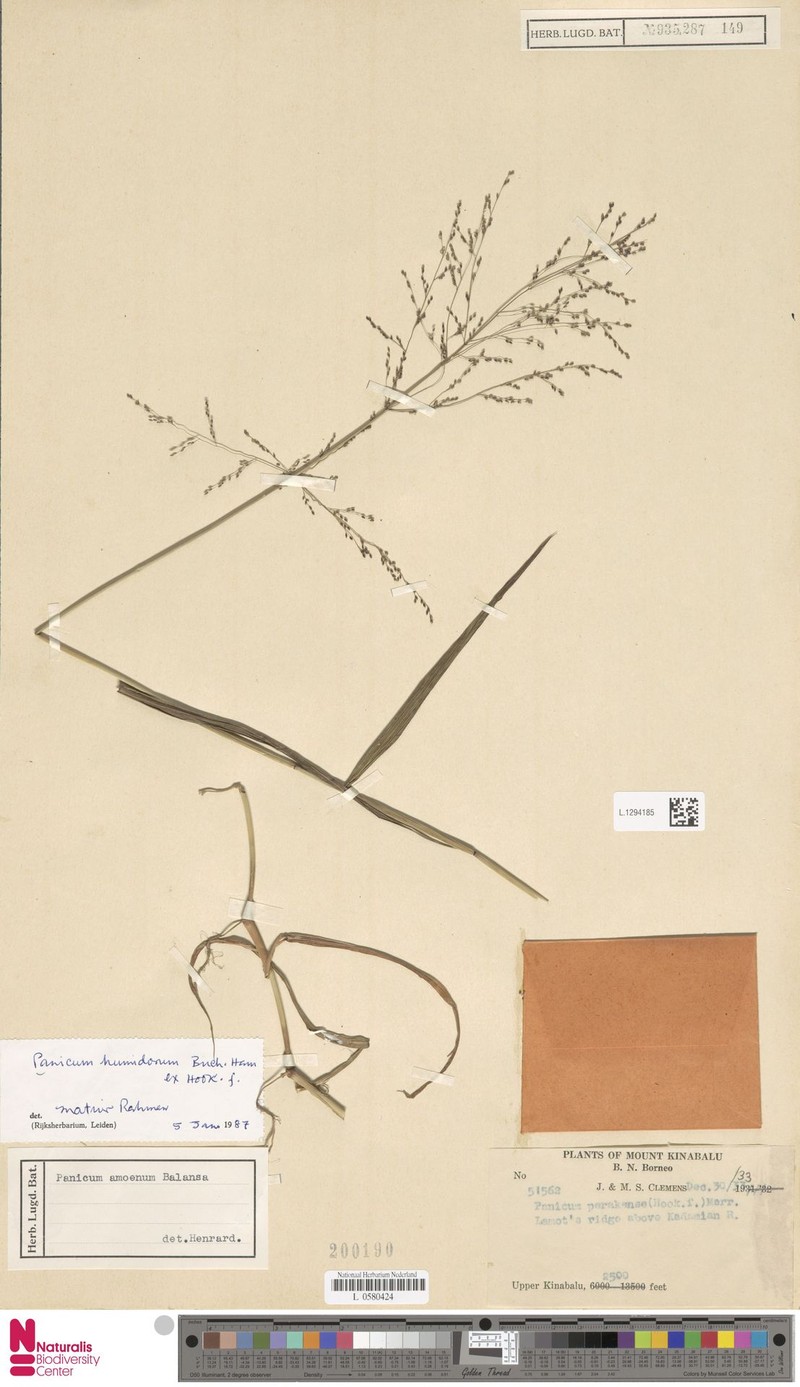 Panicum humidorum photo 2