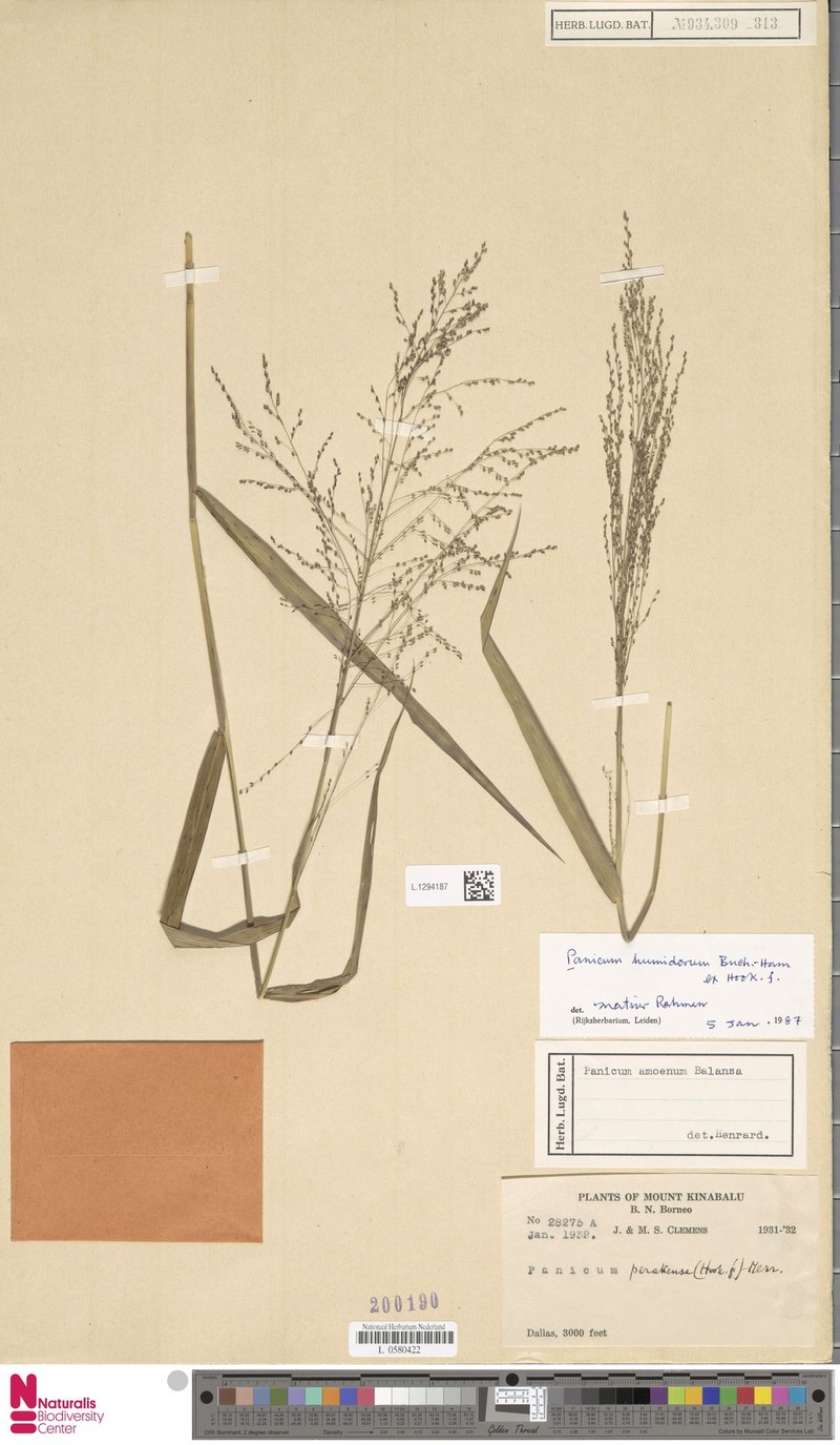 Panicum humidorum photo 3