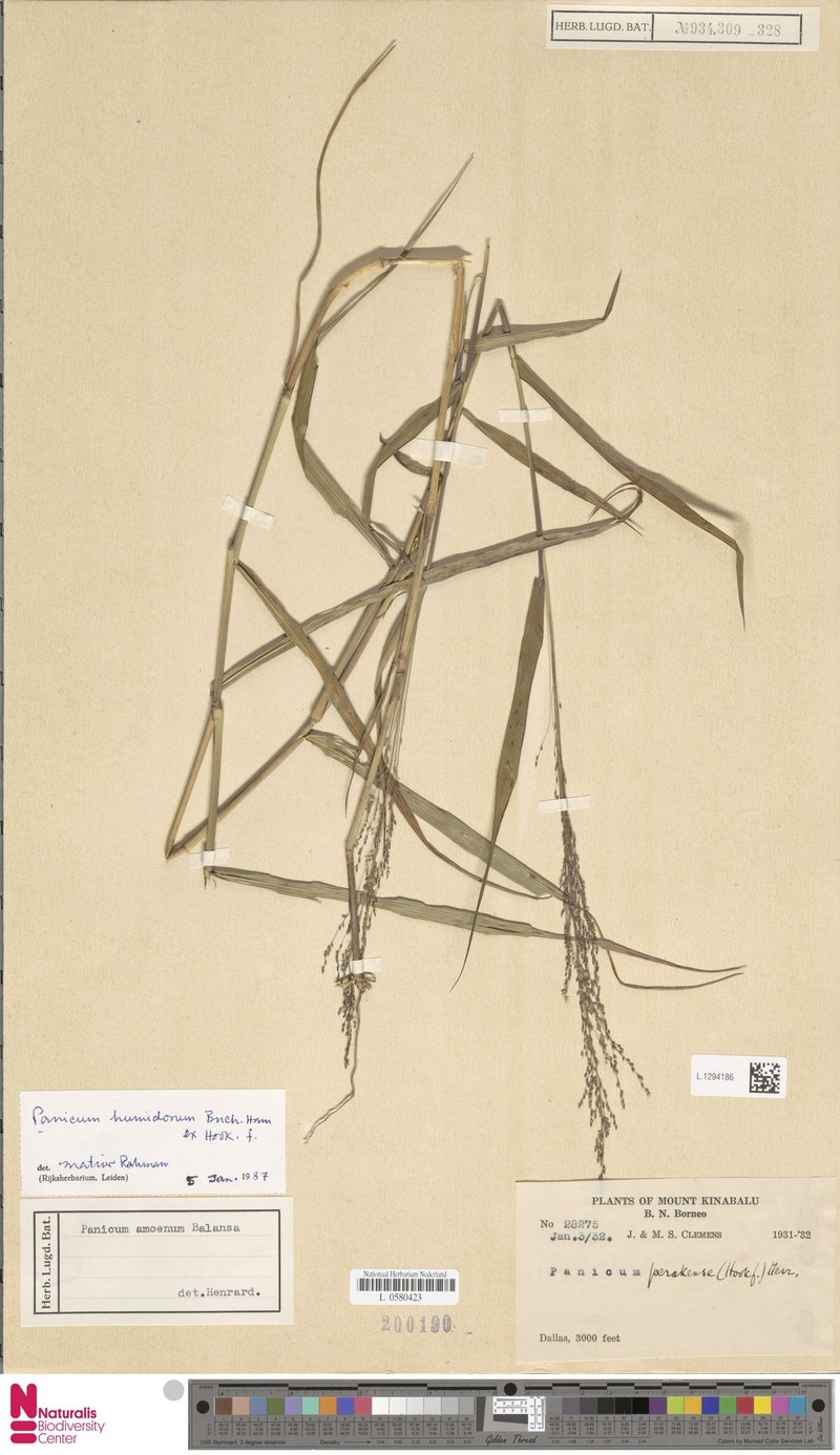 Panicum humidorum photo 4
